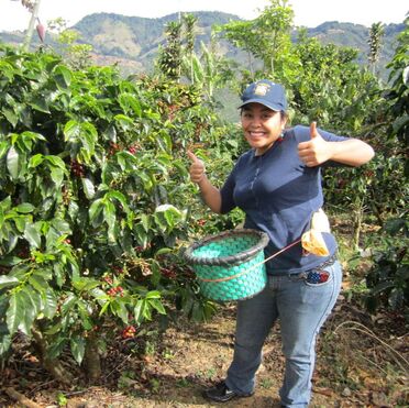 Female coffee farmer collecting coffee beans while smiling and giving two thumbs up